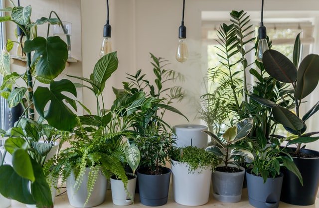 The Power of Plants 4 Wellness Benefits of Green Scenery