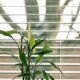 Why Should You Give a Sophisticated Look to Your House with Blind and Shutters