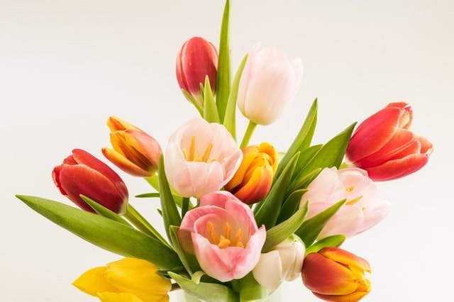 9 Best Romantic Flowers to Give Your Loved Ones