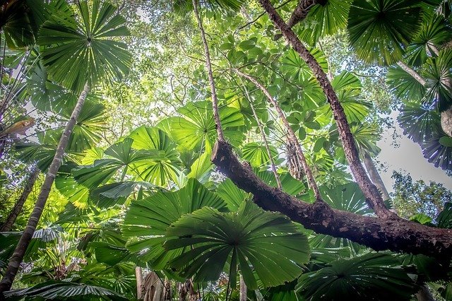 Best Places to Travel in Australia - Daintree Rainforest