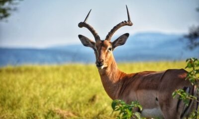 Wildlife Photography Tips