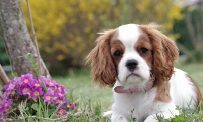 How to Keep Your Pet Healthy