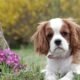 How to Keep Your Pet Healthy