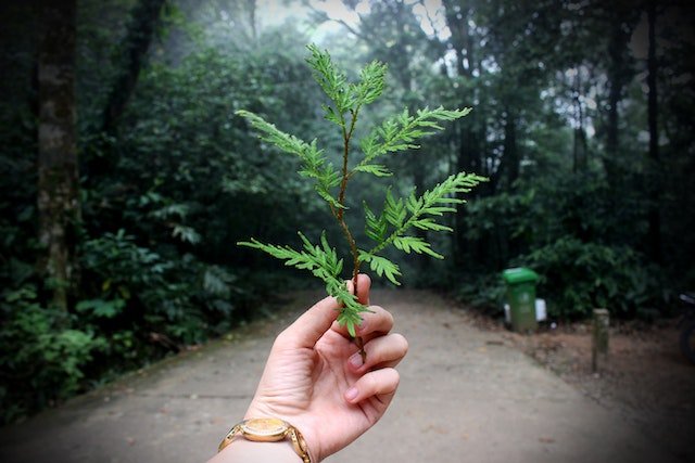 Minimize Carbon Emissions on Trips