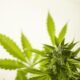 Plant-Based Wellness Options for Modern Lifestyles