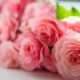 pink roses